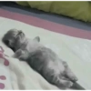 GATOS Cura depresión🙀💕 7