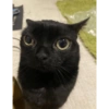 Gatito negro 9