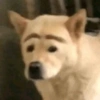 PERRITOS CURA DEPRESIÓN🐶💕😎 17