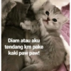 Kucing ini ramah!!! 13
