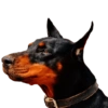 Memes de animais 4 21
