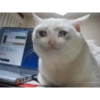 Serious Cat 11