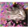 Gatos 29