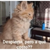 Despierto, pero a qué
costo??