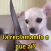 DOGS REAGEM 🥰🐶 12