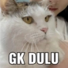 Kucing ini ramah!!! 6