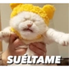Gatitos tiernos✨ 8