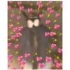 Gatos 19