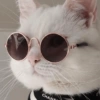 Conteúdo Aleatório De Gato 8