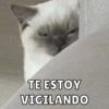 Dilo con Michis pt.5 🐱🤎 8