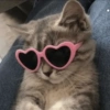 ✨MEMES GATITOS🥰 5