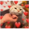 Gatos 13