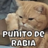 Michis🐱 5