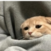✨MEMES GATITOS 2🥰 12