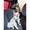 Thor o spitz 6