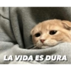 Gatitos tiernos✨ 13