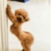 PERRITOS CURA DEPRESIÓN🐶💕😎 15