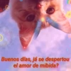 🐱🐾🐈 Cats lV  🐈🐾🐱 11