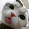 Solo gatos 15