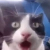 😻 GATITOS INFALTABLES 😻 14