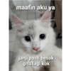 Kucing ini ramah!!! 9