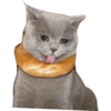 Sad Cats 10