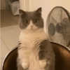 ✨MEMES GATITOS 2🥰 14