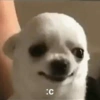 PERRITOS CURA DEPRESIÓN🐶💕😎 13