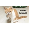 Kucing ini ramah!!! 8