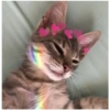 Gatos 10