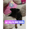 Molly Manualidades 10