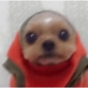PERRITOS CURA DEPRESIÓN🐶💕😎 7