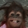 Animalitos memeando ✨ 12