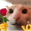 Animalitos memeando ✨ 17