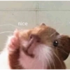 Animalitos memeando ✨ 11