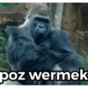 poz wermek