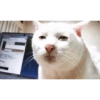 Serious Cat 12