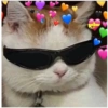 Gatos 26