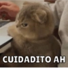Dilo con Michis pt.6 🐱🤎 7