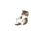 Abel's cat 1 5