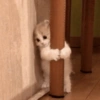 ✨MEMES GATITOS🥰 12