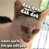 Randoman kucing stress 5