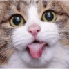 Miau miau caralho 4 24