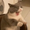 ✨MEMES GATITOS🥰 9