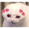 Gatos 28