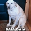 Memes de perritos🐶 8