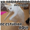 YO HABIA PONIDO
MIS GANAS
DE ESTUDIAR
AQUI