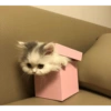 Gatitos 11
