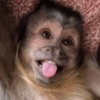MACAQUINHOS REAÇÕES🐒 7