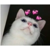Gatos 8